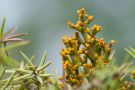 Flowers on Cres