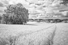 Landscape in infrared colors