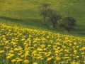 Yellow dream about trees