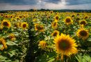 Sunflower field near Nymburk II