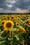 Sunflower field near Nymburk