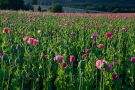 Pink poppies