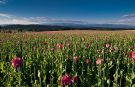 Pink poppy field next to the Lomnice city