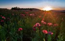 Pink poppy field