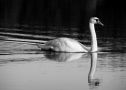 Swan Lake